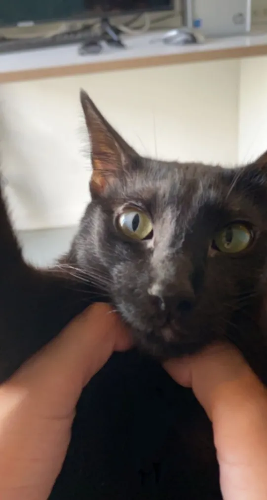 Chats perdus / trouvés à Ixelles (BE) | PetRadar